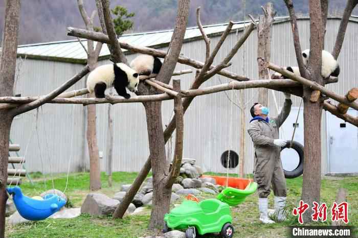  中国大熊猫保护研究中心：疫情对圈养大熊猫的繁育间接影响较大